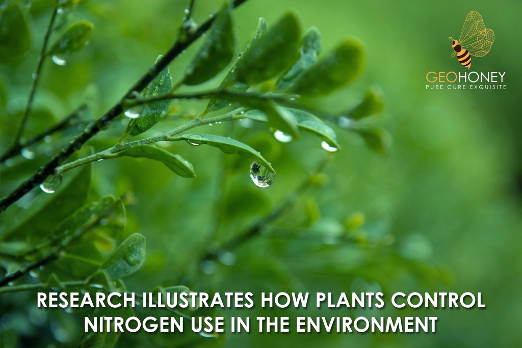 Research Illustrates How Plants Control Nitrogen Use In The Environment